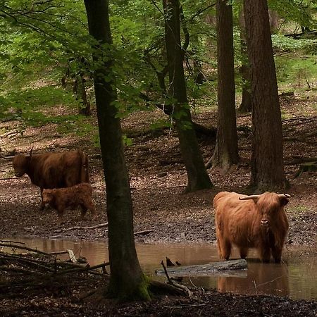 B&B Aan De Koningsmuur Dieren Buitenkant foto