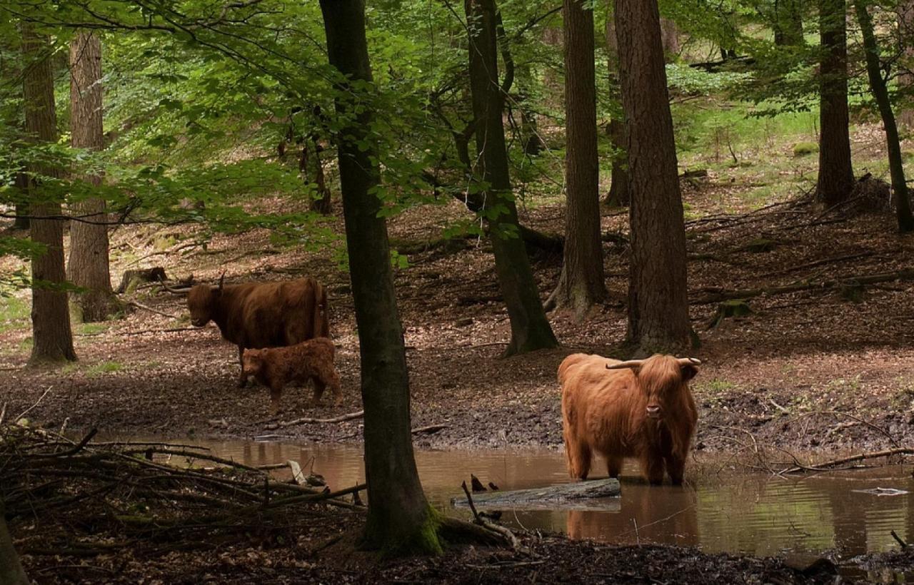 B&B Aan De Koningsmuur Dieren Buitenkant foto