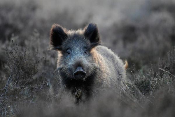 B&B Aan De Koningsmuur Dieren Buitenkant foto